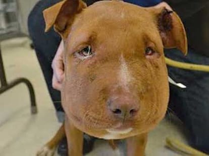 rope tied along dog's neck left him suffocated