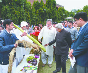 the bottle gourd of seven feet in jayapur