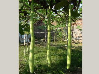 the bottle gourd of seven feet in jayapur