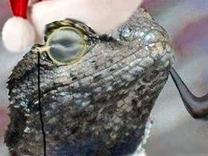 is Lizard Squad really responsible for facebook hacking