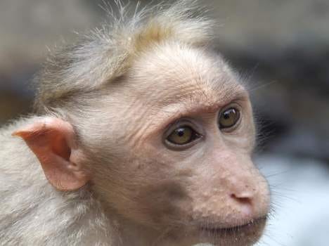 moneky attacked. two injured.