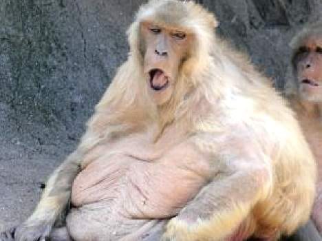 Junk food turned out to be a monkey's belly in himachal.
