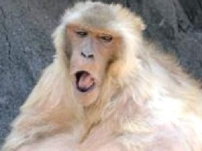 Junk food turned out to be a monkey's belly in himachal.