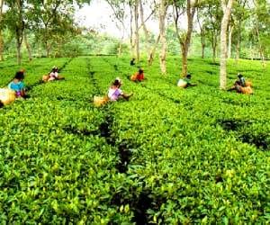 kangra tea will help to reduce diabetes and cancer.