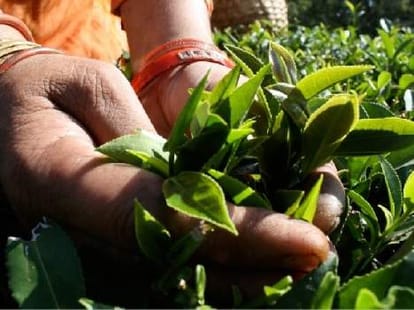kangra tea will help to reduce diabetes and cancer.