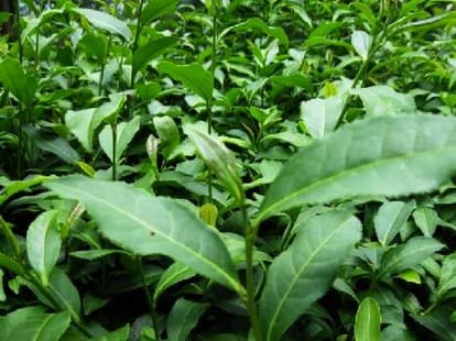 kangra tea will help to reduce diabetes and cancer.