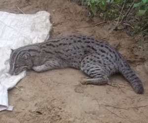 Rare wild cats dead after treatment