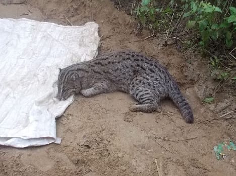 1.10 meters long, the death of rare wild cat