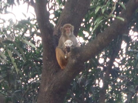 monkey love