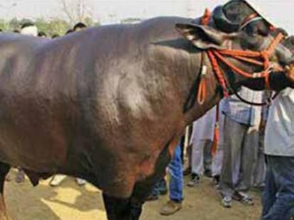 Lost buffalo creates problem against Police.