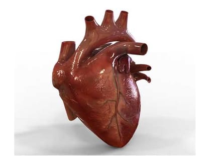 interesting facts of human body