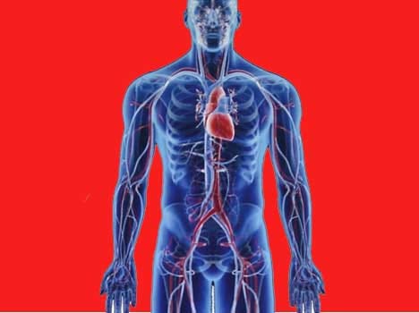 interesting facts of human body