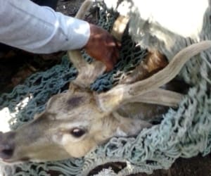 dogs attack on cheetal.