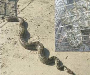 python control in parking of Punjab and Haryana secretariat