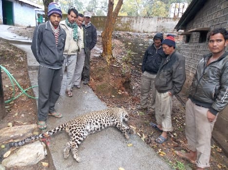 Leopard died in conflict