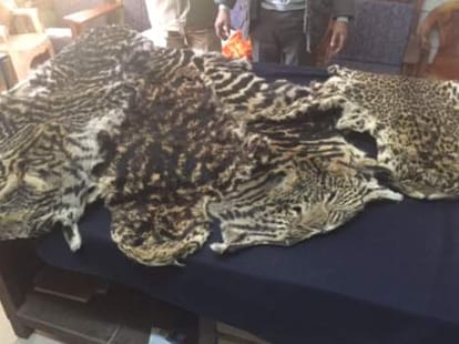 It was a leopard skin smuggling business