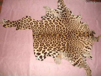 It was a leopard skin smuggling business