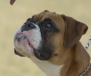 Pet show by Amar Ujala.