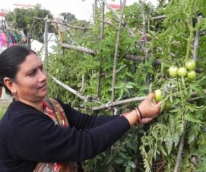 organic vegetables grow on roof.