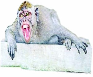monkey got angry on youth.