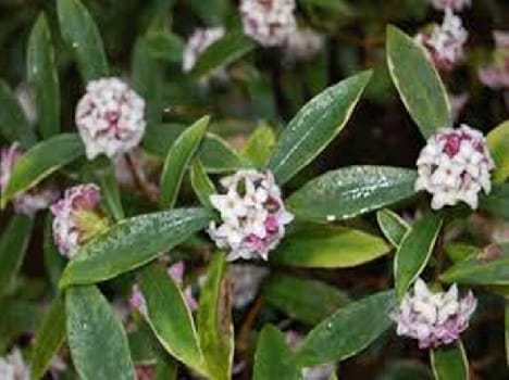 The plant used to make paper from Bruwa in Pithoragarh