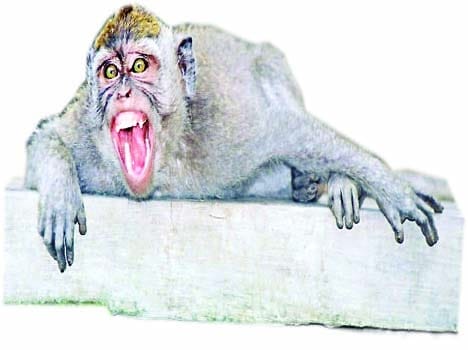 A reward on Monkey