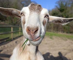 google employ goat in their office