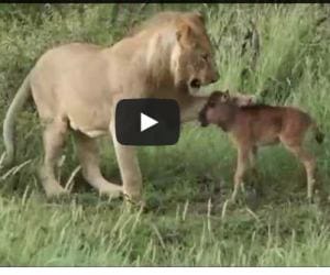 Lion Saves A Baby Calf From Another Lion’s Attack.