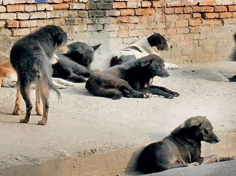 Sterilization of steet dogs will