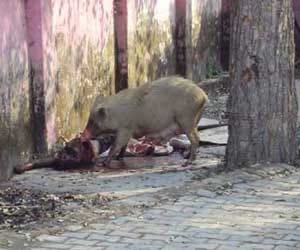 pig tear dead body.