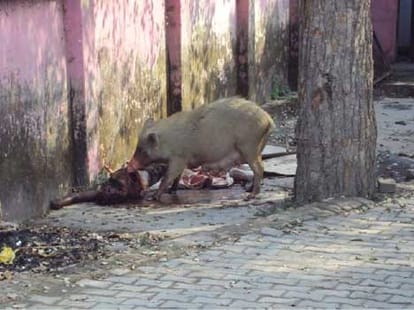 pig tear dead body.