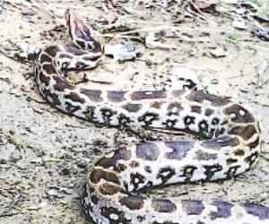 Python swallowed up alive Monkey.