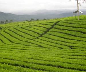 kangra tea will be sold in ration depots.
