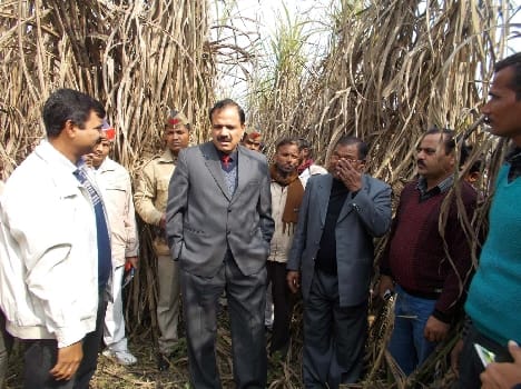 farmer grows 16 feet sugercane