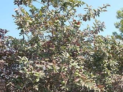 Guava not recognized