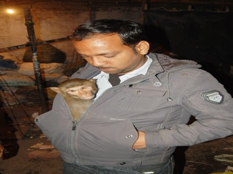 story on monkey