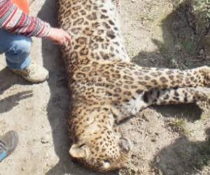 fri leopard killed by hunter.