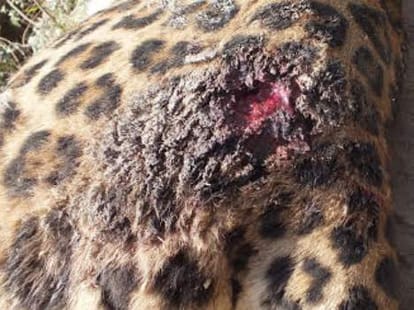 leopard killed by poachers in Kullu.