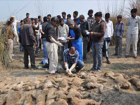 fourty two monkeys body found.