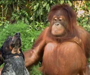 Google's new ad tells us to be 'friends furever'