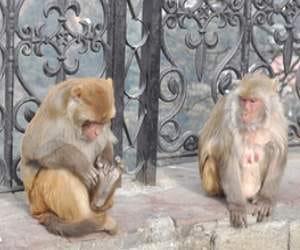 Police have registered FIR against monkey