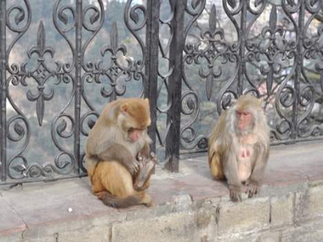 ultrasonic machine Drive out moneky from mall road shimla.