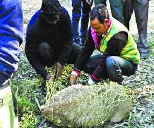 chamois entered in village
