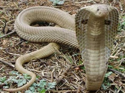 story of cobra love man