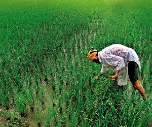no fund for farmers in budget
