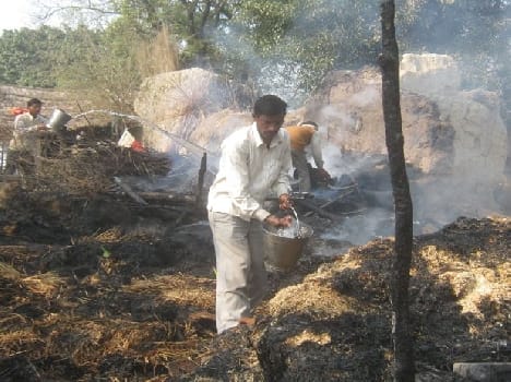a pet born in fire