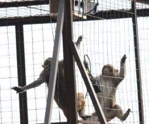 government issued 25 million for monkeys