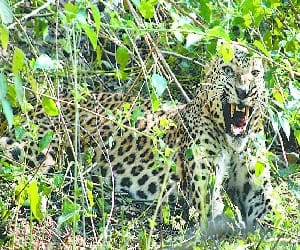 dogs killed the leopard.