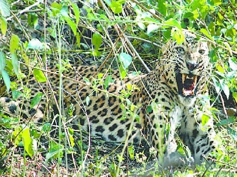 Leopard's death