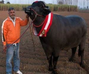 champion baffalo yuvraj